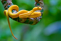 Eyelash viper (Bothriechis schlegelii) portrait, Siquirres, Limon, Costa Rica.
