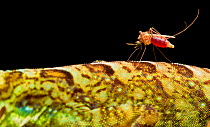 Mosquito (Culicidae) feeding on the back of an Equatorial anole (Anolis aequatorialis) Mindo, Pichincha, Ecuador.