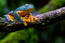 Fringed leaf frog (Cruziohyla craspedopus) on branch, Yasuni National Park, Orellana, Ecuador.