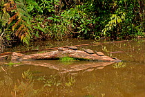 Three Yellow spotted / Amazon river turtles (Podocnemis unifilis) on log in water, Yasuni National Park, Orellana, Ecuador, Vulnerable species.