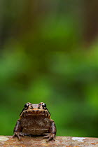 Labiated jungle frog (Leptodactylus labrosus) portrait, Canande, Esmeraldas, Ecuador.