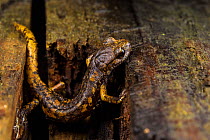 Strinatii's cave salamander (Speleomantes strinatii) Italy