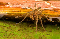 Great or Fen Raft spider (Dolomedes plantarius), sub-adult eating a Wolf-spider (Pirata sp.), Alessandria, Italy, August.