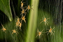 Great Fen / Raft spider (Dolomedes plantarius), spiderlings on their nursery web, Alessandria, Italy, August.