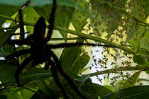 Fen raft spider (Dolomedes plantarius) female protecting her spiderlings in her nursery web, Italy.