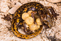 Strinatii's cave salamander (Speleomantes strinatii) female protecting her eggs. Controlled conditions. Genova, Italy, April.