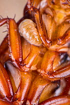 Jewel wasp (Ampulex compressa) larva sucking haemolymph from its host cockroach, captive