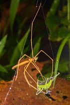 Ogre faced spider (Deinopis sp.) with prey wrapped in web silk, Peru