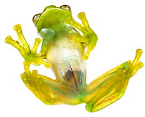 Glass frog (Rulyrana spiculata) ventral / underside view , Cosnipata Valley, Peru