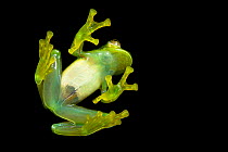 Glass frog (Rulyrana spiculata), Cosnipata Valley, Peru.