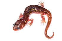 Arboreal salamander (Aneides lugubris) on white background,  California, USA.