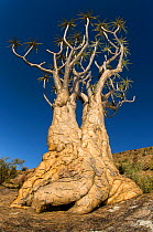 Quiver tree (Aloidendron dichotomum) Namaqualand National Park, Namibia