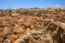 Preying mantis (Ligariella sp), well camouflaged, Namibia