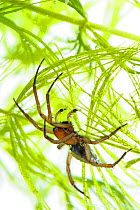 Bell spider (Argyroneta aquatica), Italy, February.