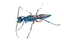 Jewel wasp (Ampulex compressa) on white background, captive