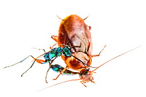 Jewel wasp (Ampulex compressa) stinging Cockroach prey (Periplaneta americana) with venom which will make the cockroach sluggish before leading it to nest to as host for its larvae. Captive.