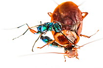 Jewel wasp (Ampulex compressa) stinging Cockroach prey (Periplaneta americana) with venom which will make the cockroach sluggish before leading it to nest to as host for its larvae. Captive.