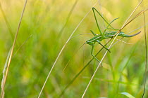 Predatory bush cricket (Saga pedo), Italy, July.