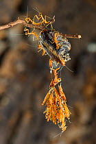Praying mantis ootheca hatching, Botswana