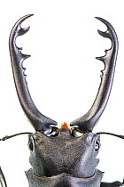 Stag beetle (Prosopocoilus spp.) close up of manibles, occurs in Southeast Asia.