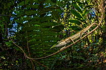 Lance-nosed chameleon (Calumma gallus) in forest, Andasibe-Mantadia National Park. Madagascar