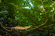 Lance-nosed chameleon (Calumma gallus) in forest,  Andasibe-Mantadia National Park. Madagascar