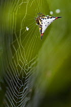 Spiny orb weaver spider (Gasteracantha sp), Madagascar.