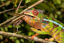 Panther chameleon (Furcifer pardalis) feeding on grasshopper, Madagascar