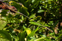 Panther chameleon (Furcifer pardalis) with tongue extended to catch grasshopper, Madagascar