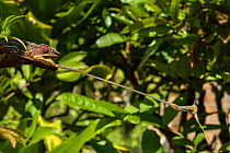 Panther chameleon (Furcifer pardalis) with tongue extended to catch insect, Madagascar