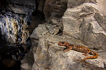 Strinati's cave salamander (Speleomantes strinatii), adult female in cave, Genova, Italy