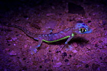 Palmated gecko (Pachydactylus rangei) with fluorescent body areas when illuminated by UV torch, Namibia