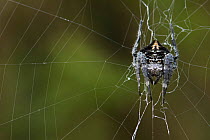 Darwin's spider (Caerostris darwinii) on web, Ranomafana National Park, Madagascar