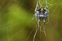 Darwin's spider (Caerostris darwinii) on web, Ranomafana National Park, Madagascar