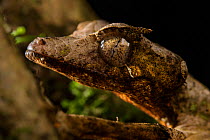 Satanic leaf-tailed gecko (Uroplatus phantasticus), Andasibe National Park, Madagascar