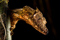 Satanic leaf-tailed gecko (Uroplatus phantasticus) at night, Andasibe National Park, Madagascar