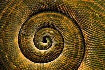 O'Shaughnessy's chameleon (Calumma oshaughnessyi) close up of coiled tail, Ranomafana National Park, Madagascar.