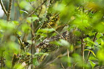 Short-horned chameleon (Calumma brevicorne) Andasibe, Madagascar.