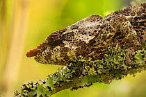 Short-horned chameleon (Calumma brevicorne) portrait, Andasibe, Madagascar.
