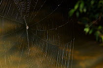 Darwin's spider (Caerostris darwinii), large web across a river,  Ranomafana National Park, Madagascar