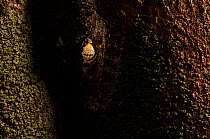 Mossy leaf- tailed gecko (Uroplatus sikorae) camouflaged on tree trunk, Andasibe, Madagascar