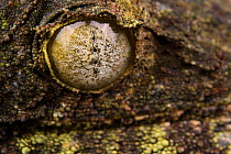 Mossy leaf-tailed gecko (Uroplatus sikorae) close up of eye Madagascar