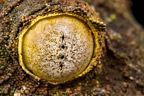Mossy leaf-tailed gecko (Uroplatus sikorae) close up of eye Madagascar