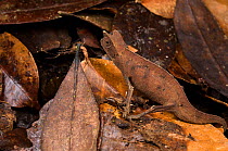 Brown leaf chameleon (Brookesia superciliaris) camouflaged in leaf litter, Madagascar