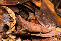 Brown leaf chameleon (Brookesia superciliaris) camouflaged in leaf litter, Madagascar