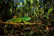 Parson's chameleon (Calumma parsoni), Mitsinjo Reserve, Madagascar