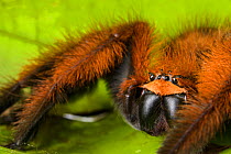 Huntsman spider (Megaloremmius leo)  Andasibe, Madagascar. Endemic species.