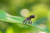 Spider (Phrynarachne rugosa) Andasibe, Madagascar