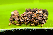 Spider (Phrynarachne rugosa) with rough appearance resembling lichen, Andasibe, Madagascar