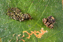 Spider (Phrynarachne rugosa) with rough appearance resembling lichen, Andasibe, Madagascar